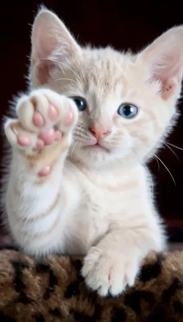 Reference clip from another studio: a cream kitten behind a leopard-print ledge reaches one paw toward the screen and pats it twice. Not made by this studio.